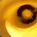 útulek pro chlupaté