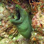 Muraena castaneus