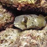 Nejsmutnější oko na světě...