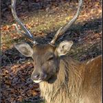 SIKA