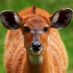 Sitatunga