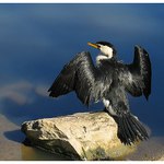 Kormorán