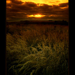 ...sunset...grass...trashy...