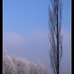 Vysoký strom při nízké teplotě