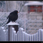 A pak přišla tuhá zima...