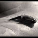 Jurský park na dlani