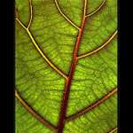 MOSAIKA PRO STOVODU/br (für Friedrich Hundertwasser)