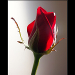 Růže pro mou lásku...