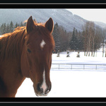 Řekni, kdy už přijde jaro?