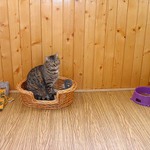 Naše milovaná kočička Trudy měla včera 4. narozeniny!