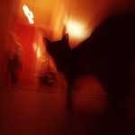 Cat on kitchen in communal apartment