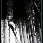 Rampouši v jeskynním vchodu