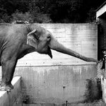 =ZOO=