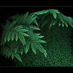 ... z mechu a kapradí