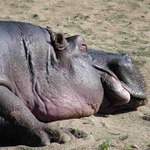 Hroch aneb dneska už se ani nehnu