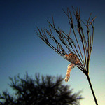 ...a viagra mi nezabrala....