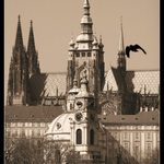 Vlaštovka od Svatého Víta