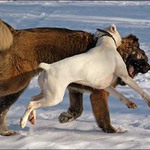 Boxerka Vs Wrestler #1