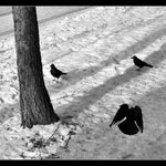 Situace okolo stromu