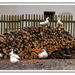 ...kachny ... kachny ...