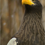 Zdá se mi to, nebo sněží?