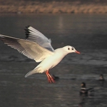 ...na přistání II...