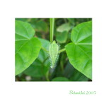 ..jednou budu krásný květ..