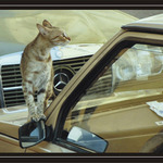 Konečně koupil dálniční známku