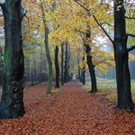 ......podzim v aleji.......