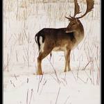 ...D.A.M.A...D.A.M.A...