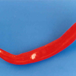 teplá červená paprika