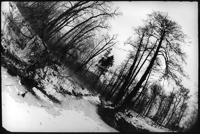 Pohádky z Divného Lesa #1