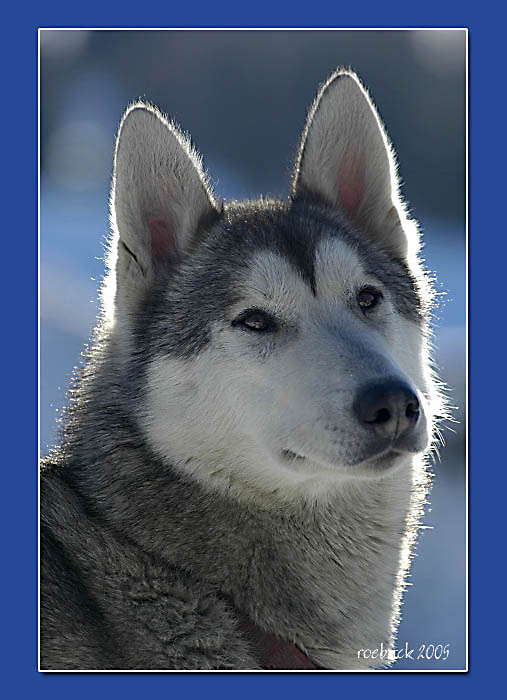 blue husky
