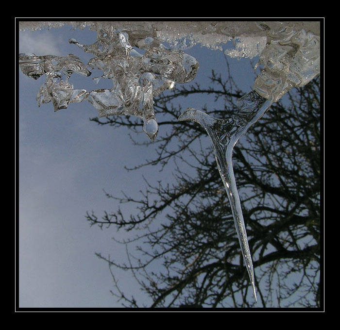 Cepín a příbuzenstvo