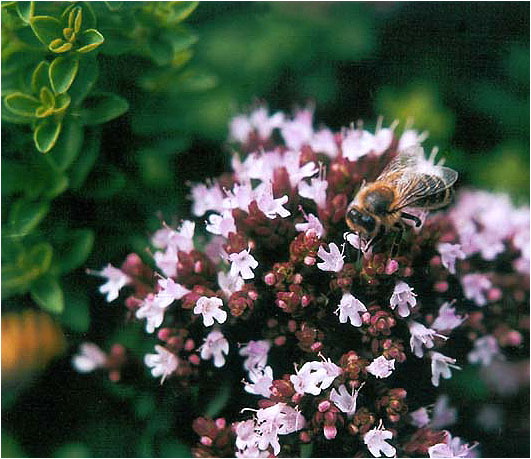 Včela