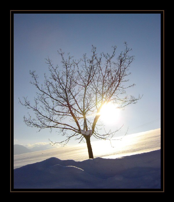 ...slnko a strom...