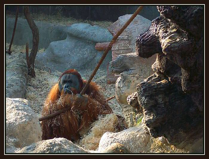 Orangutan