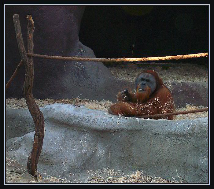 Orangutan II. - svačinka