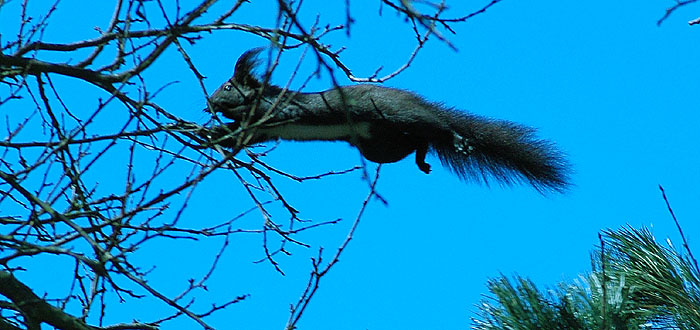 Hop!