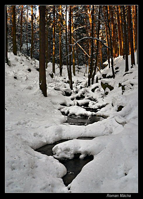 Winter in Forest