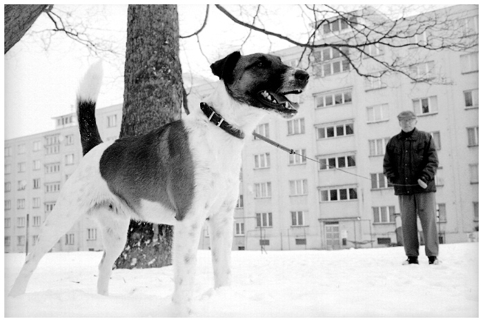 Games People Play.......and dogs too. III