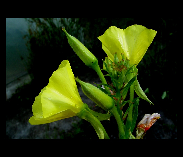 ... očekávání, krása a zánik ...