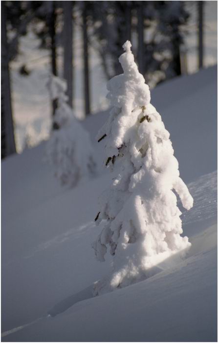 Twins in the snow
