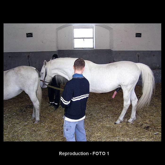 Reproduction - FOTO 1