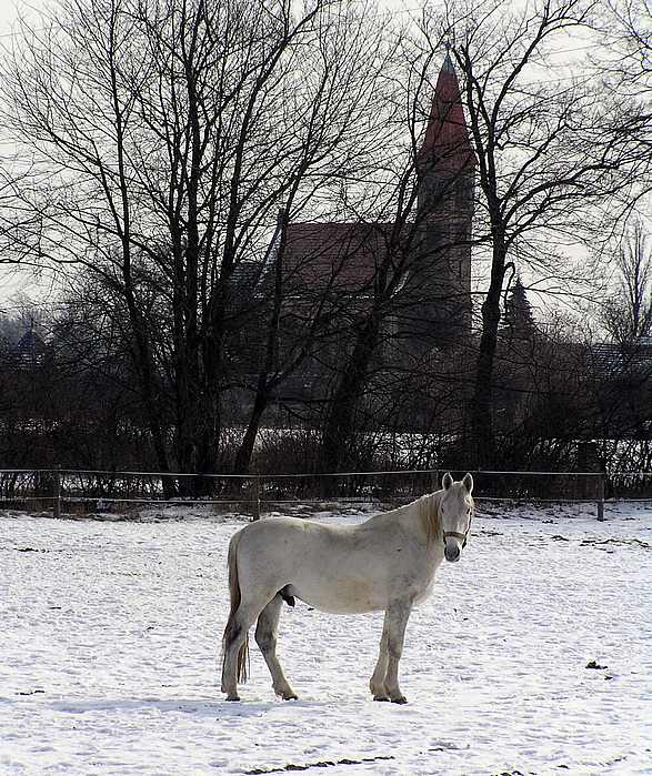 Kostelní kůň