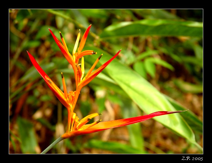 Brazílie 2005 - Jungle Orchidea