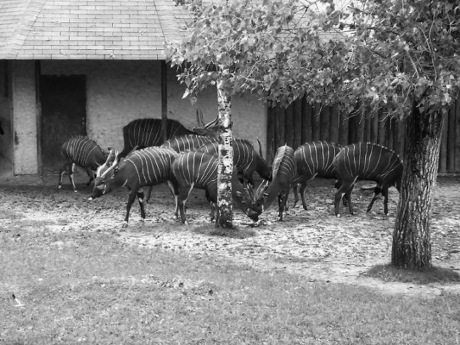 Safari - Kudu
