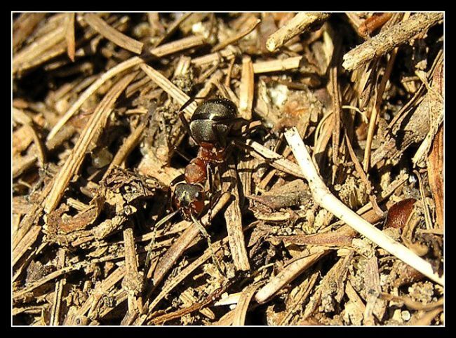 ...a potkal jsem v lese mravence