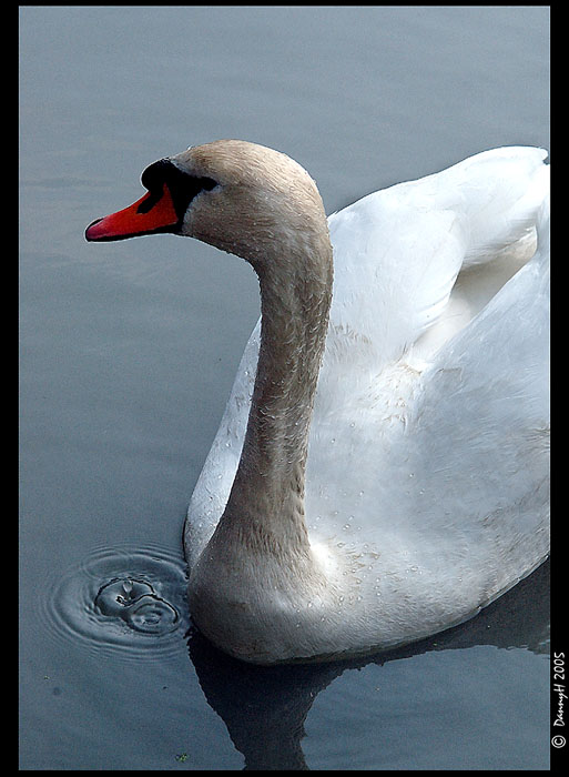 Cygnus