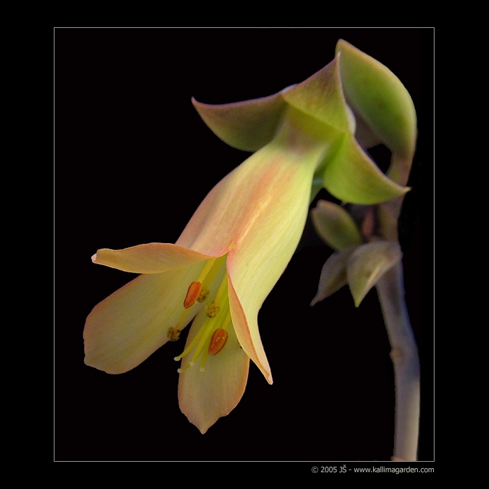 Kalanchoe